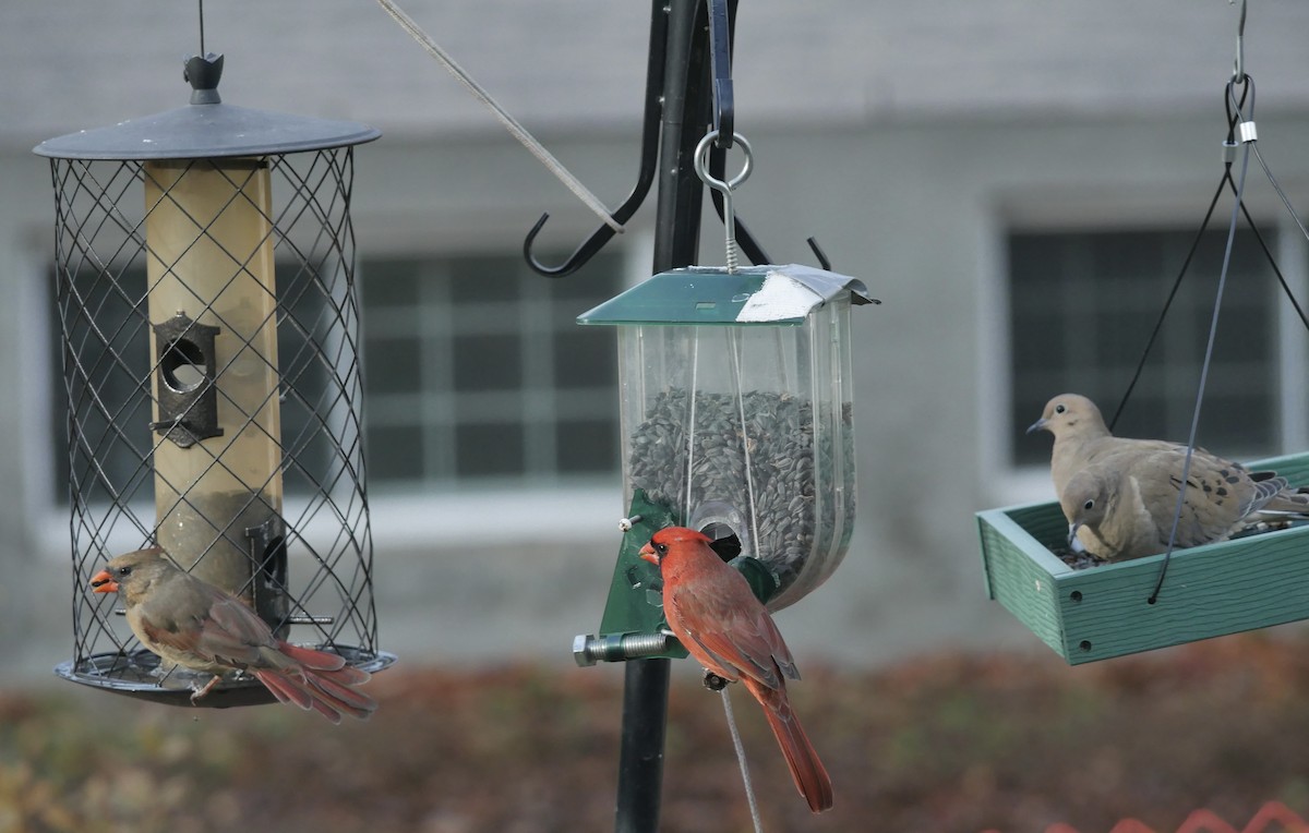 Northern Cardinal - ML644468327
