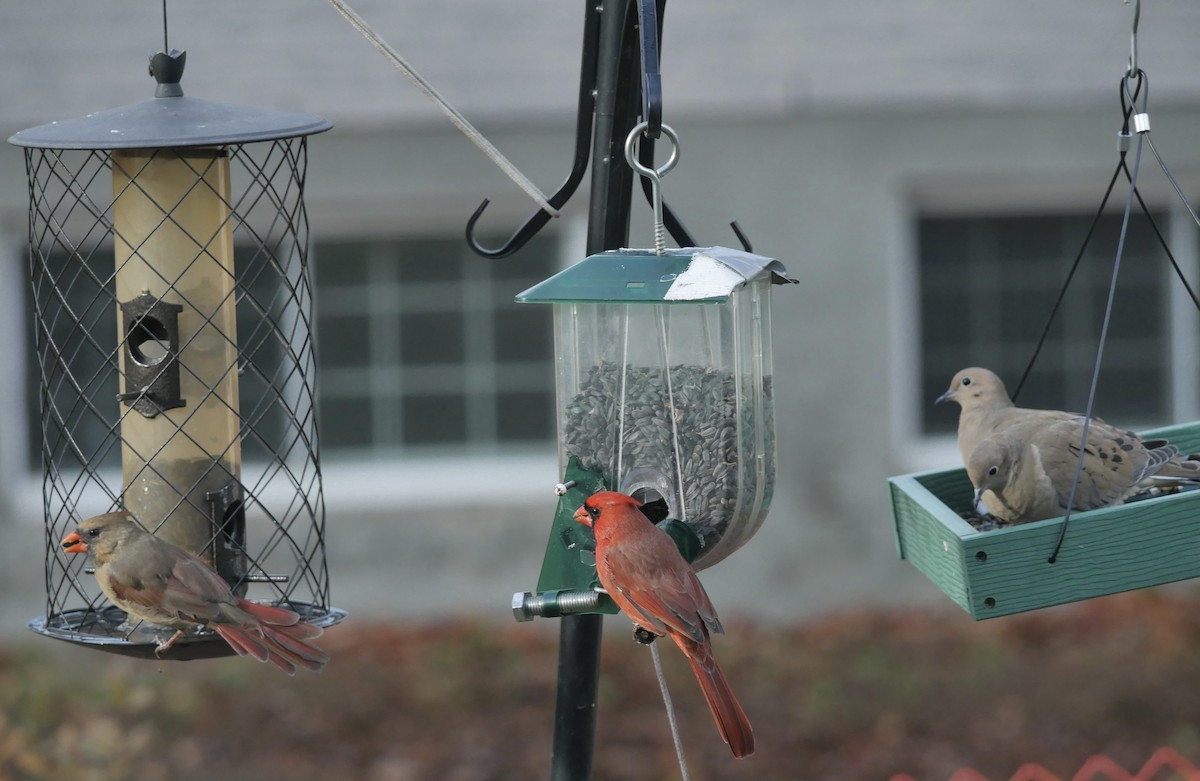 Northern Cardinal - ML644468328