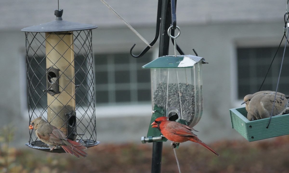 Northern Cardinal - ML644468329
