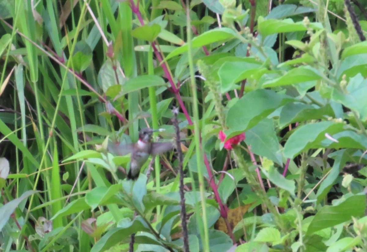 Colibrí Gorjirrubí - ML644468331