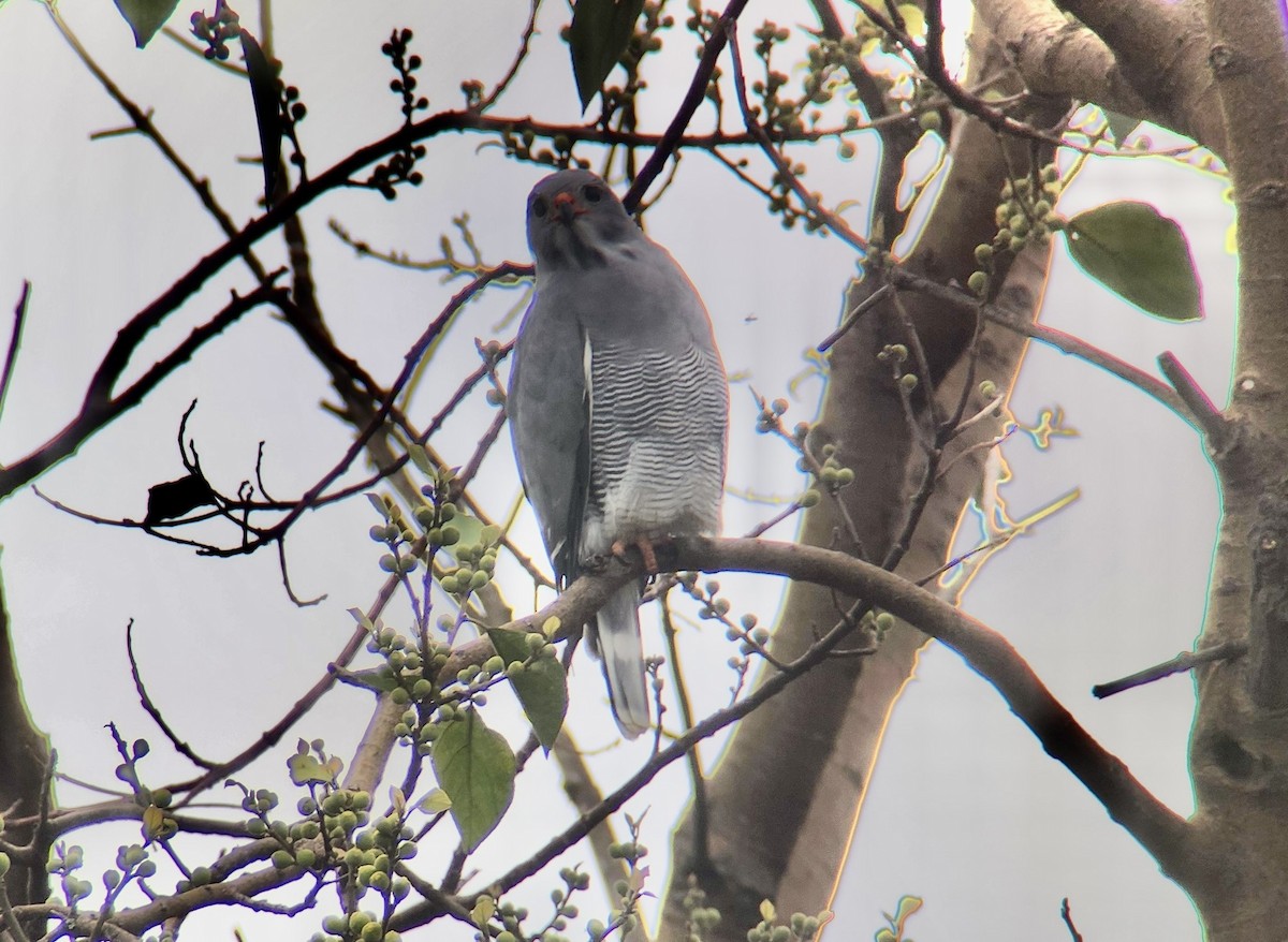 Ящеричный ястребок - ML644468335