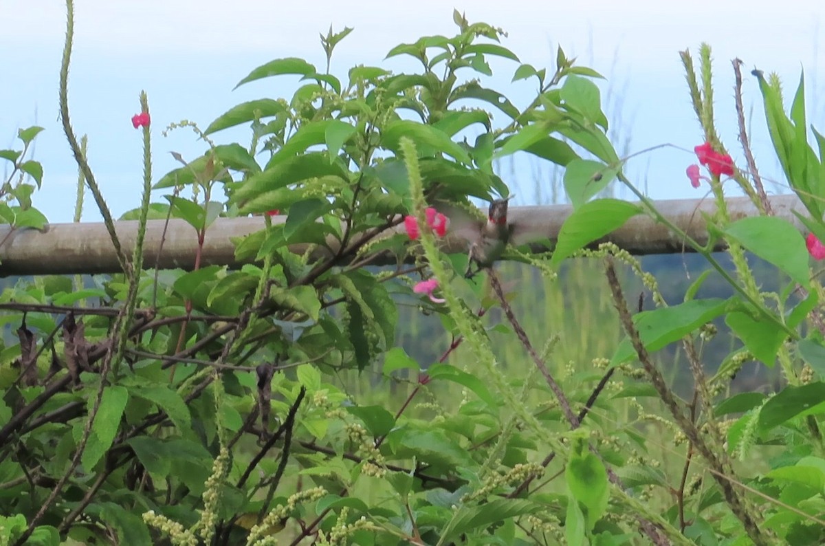 Colibrí Gorjirrubí - ML644468336
