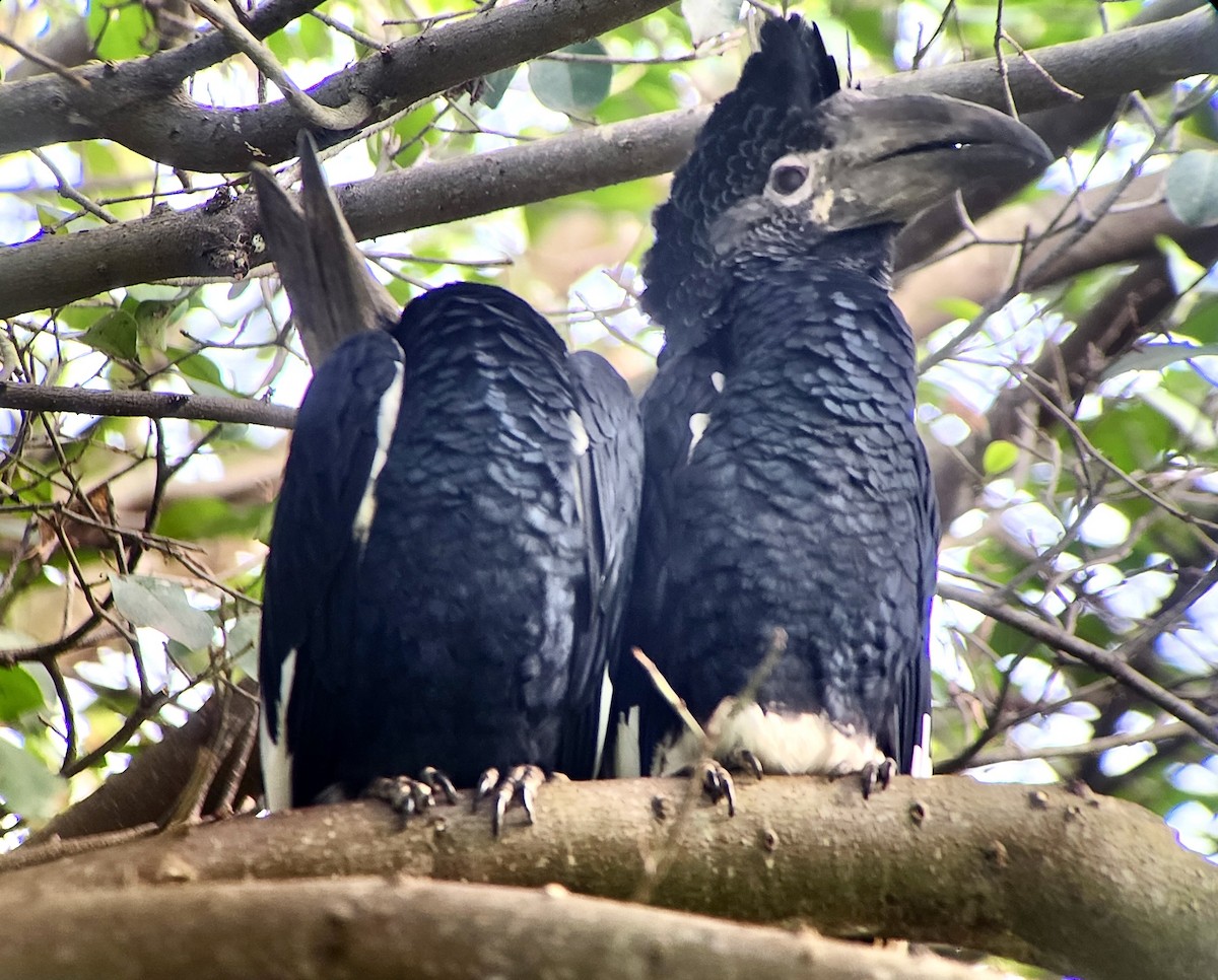 Grauwangen-Hornvogel - ML644468339