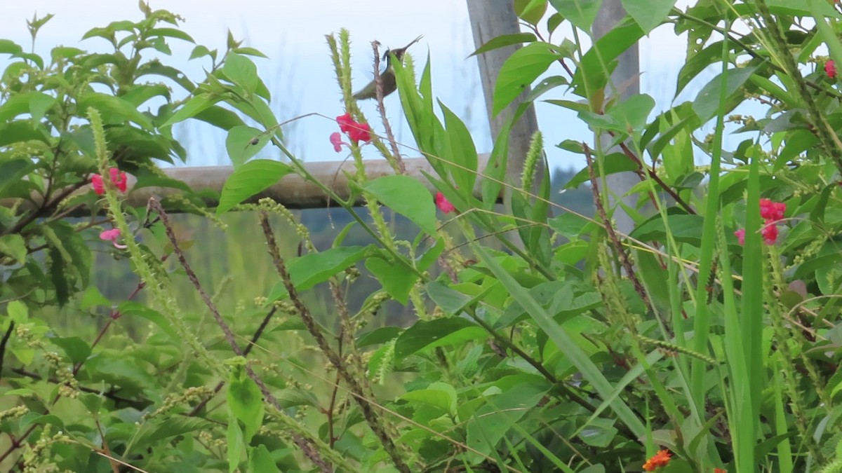 Colibrí Gorjirrubí - ML644468341