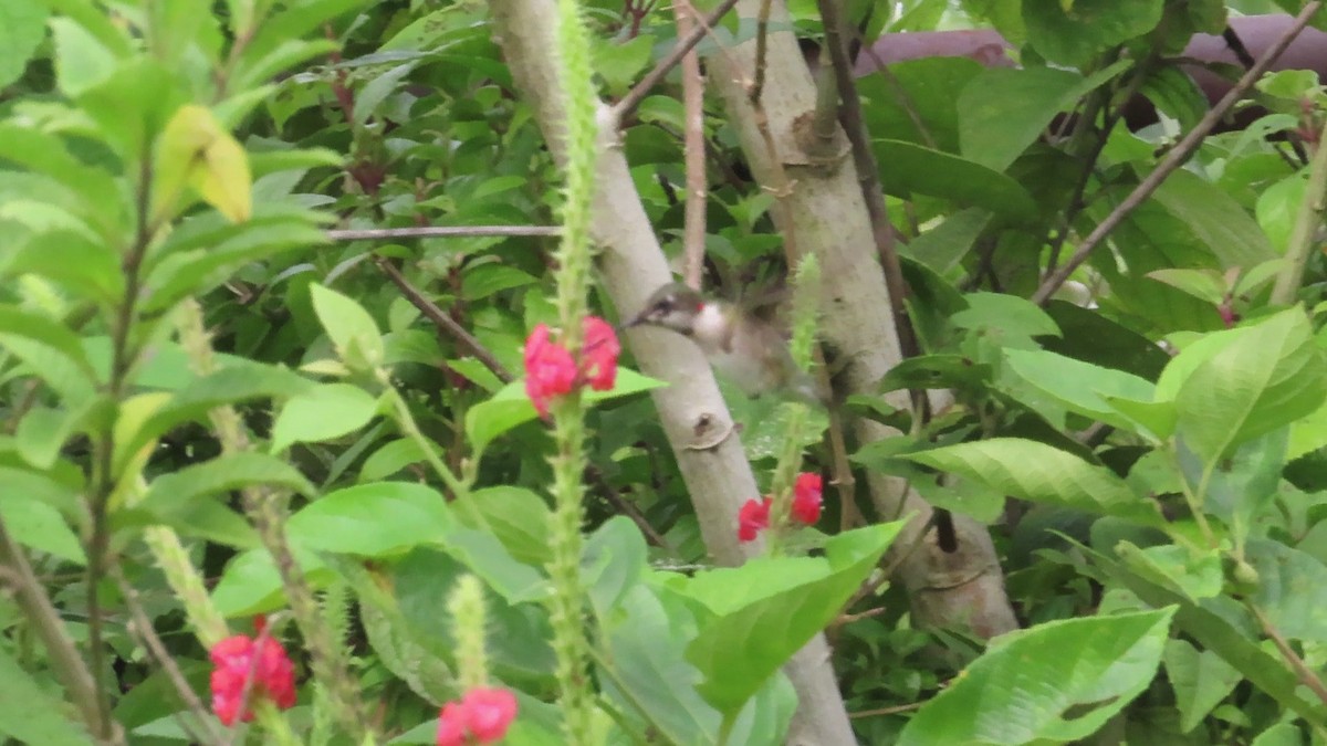 Colibrí Gorjirrubí - ML644468345