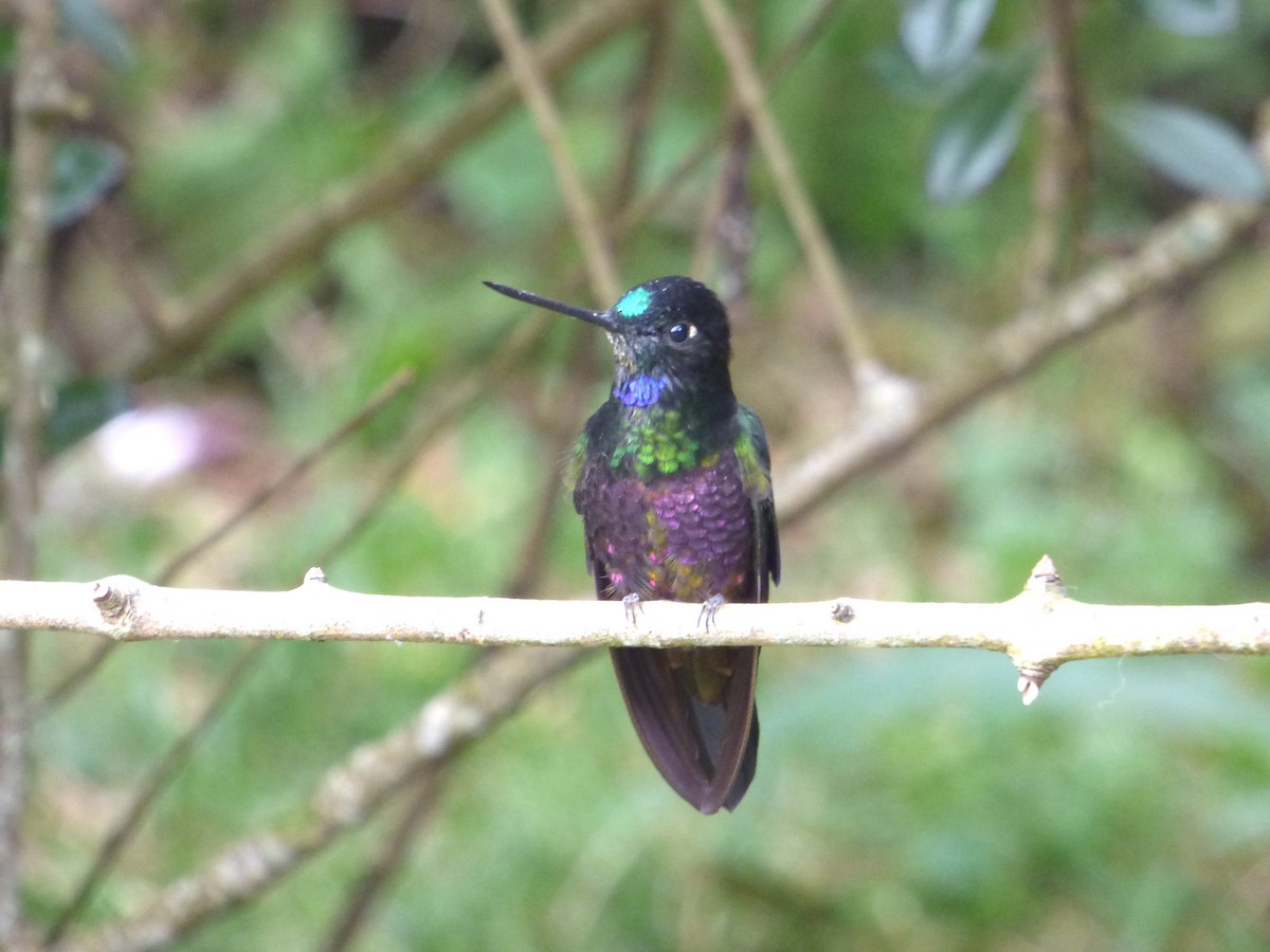 Blue-throated Starfrontlet - ML644468363