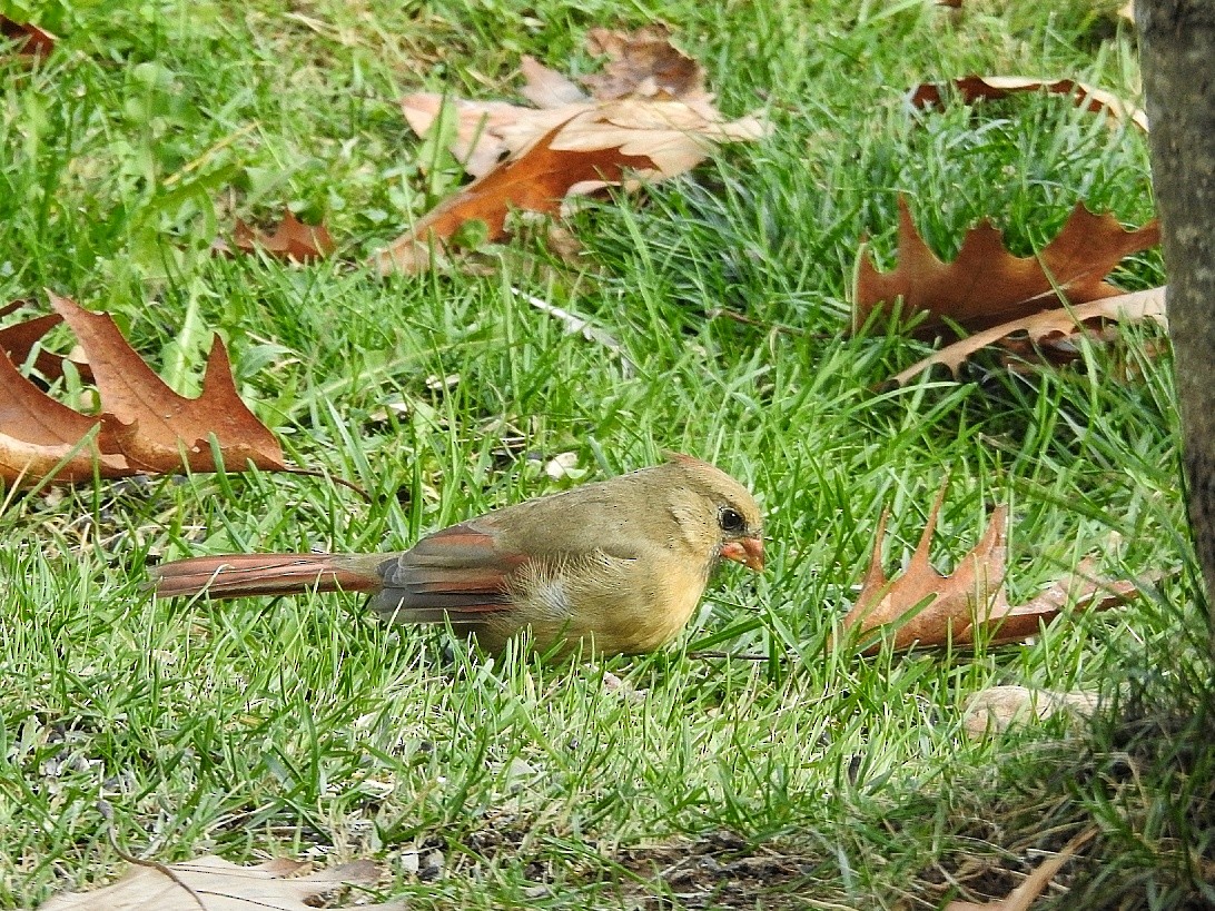 Northern Cardinal - ML644468364