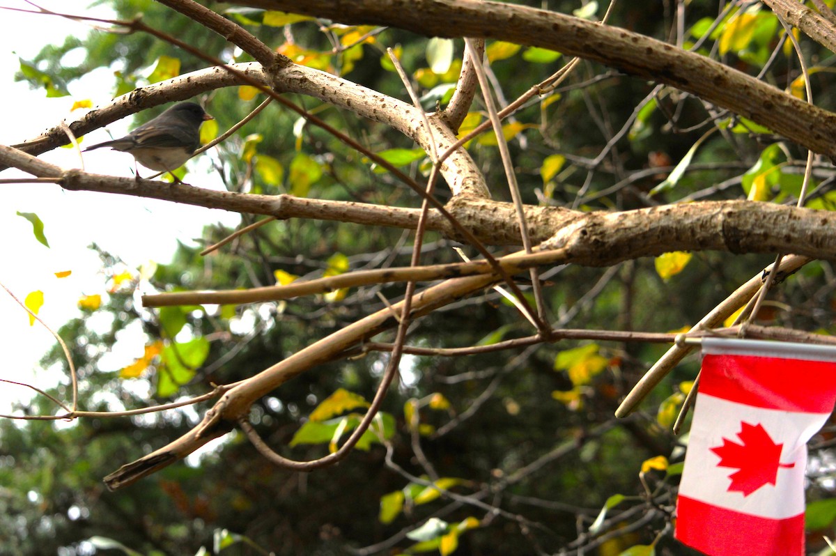 Dark-eyed Junco - ML644468366