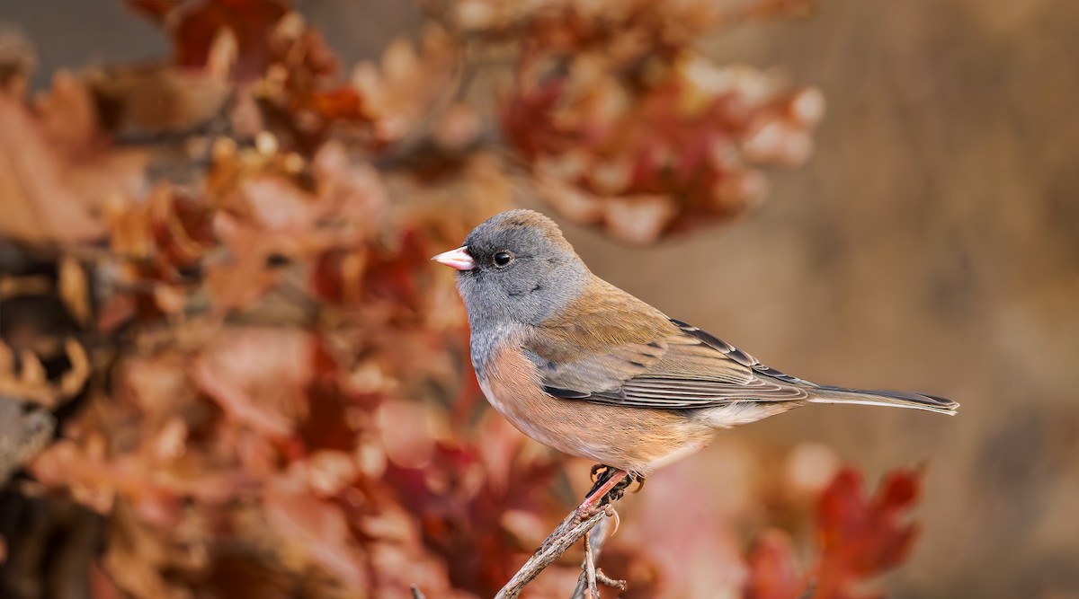 Dark-eyed Junco (Pink-sided) - ML644468367