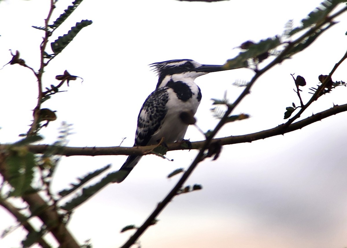 Martin-pêcheur pie - ML644468380