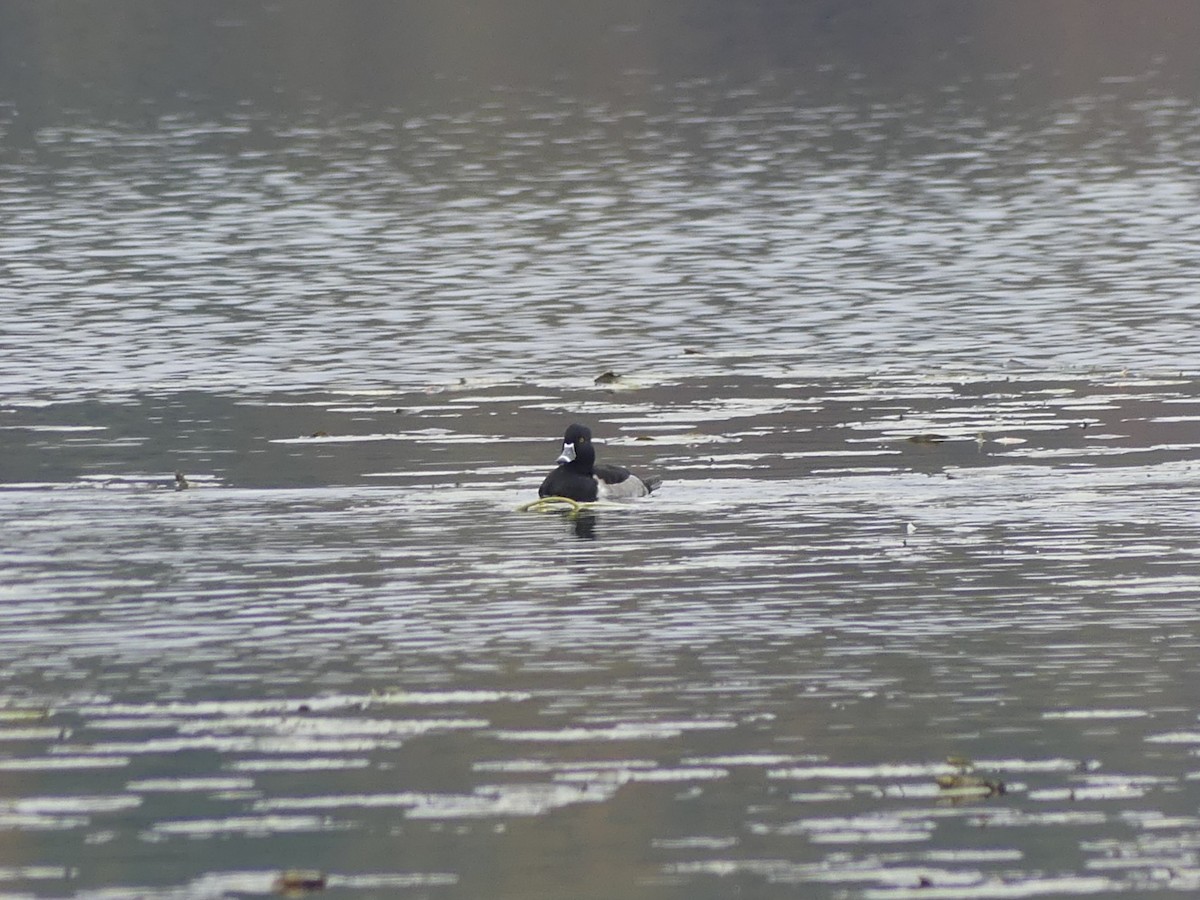 Moretta dal collare - ML644468387