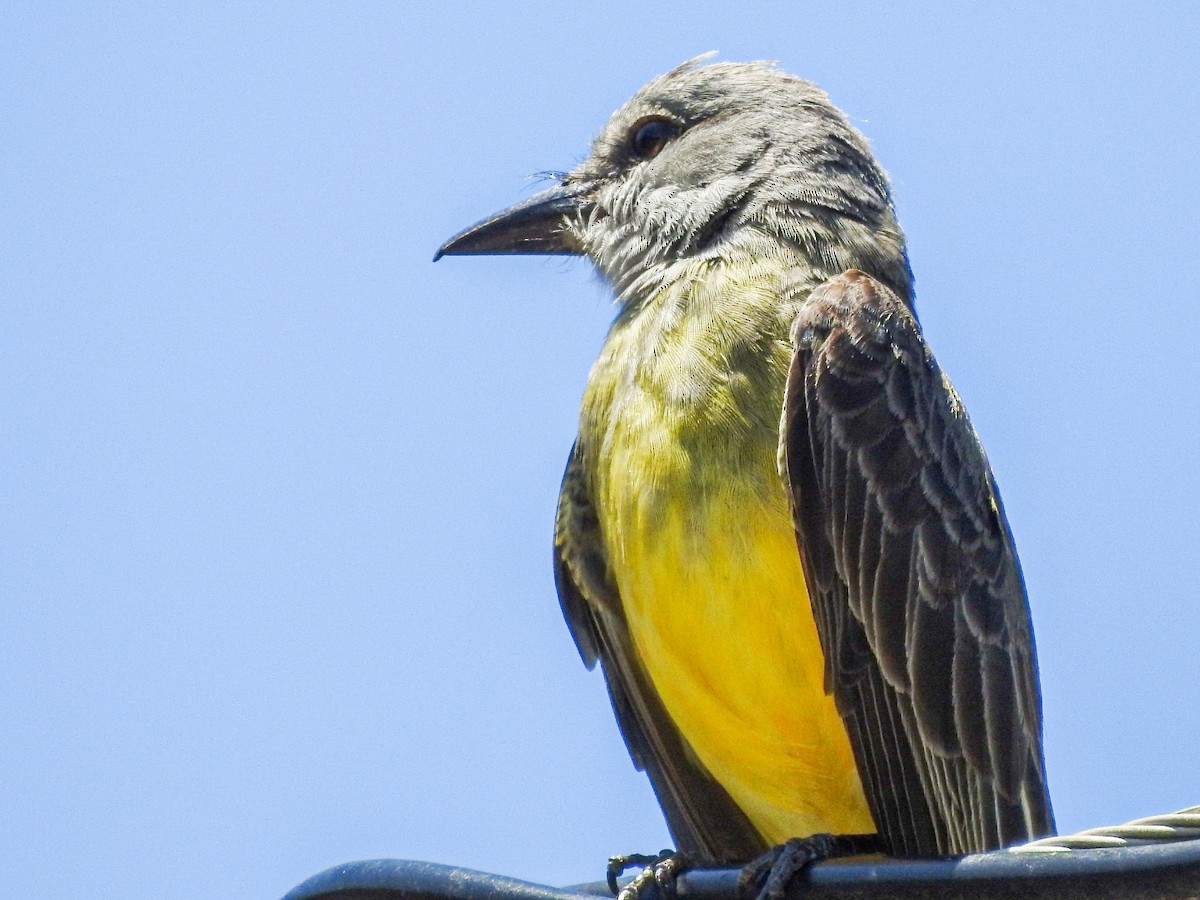 Tropical Kingbird - ML644468391