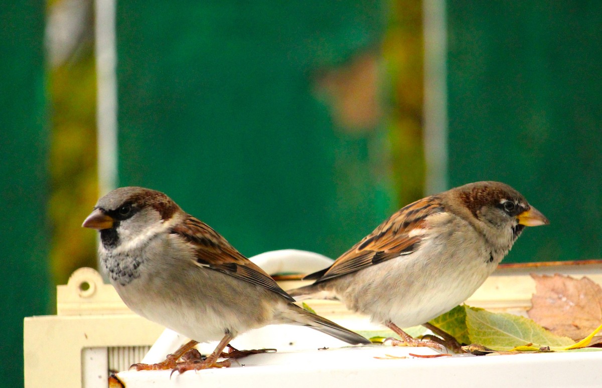 House Sparrow - ML644468393