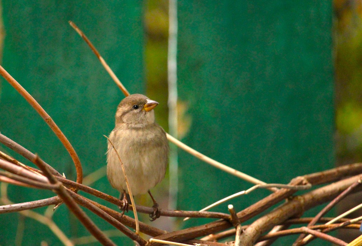 House Sparrow - ML644468409