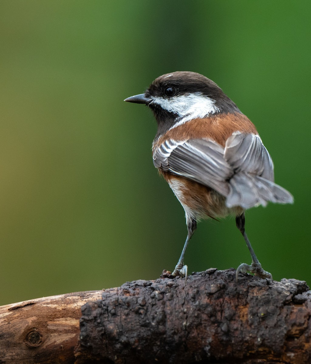 Chestnut-backed Chickadee - ML644468414
