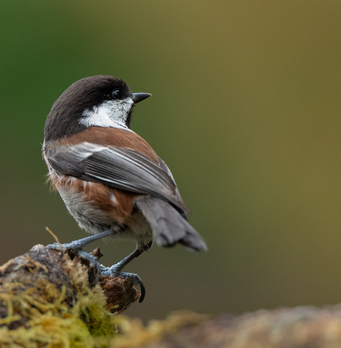 Chestnut-backed Chickadee - ML644468415