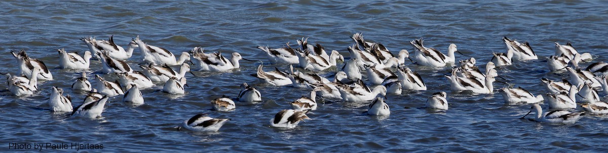 American Avocet - ML644468416