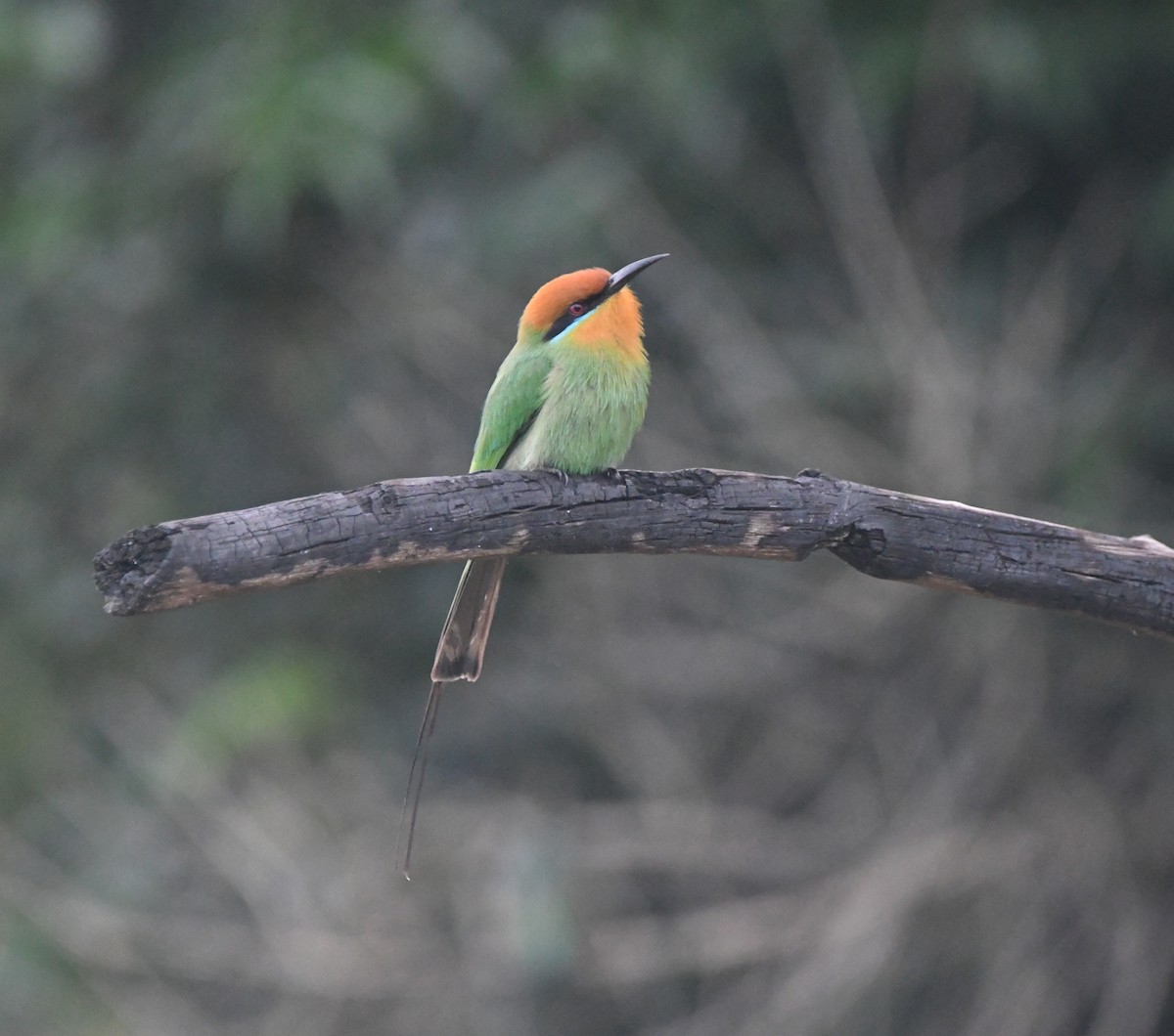 Böhm's Bee-eater - ML644468436