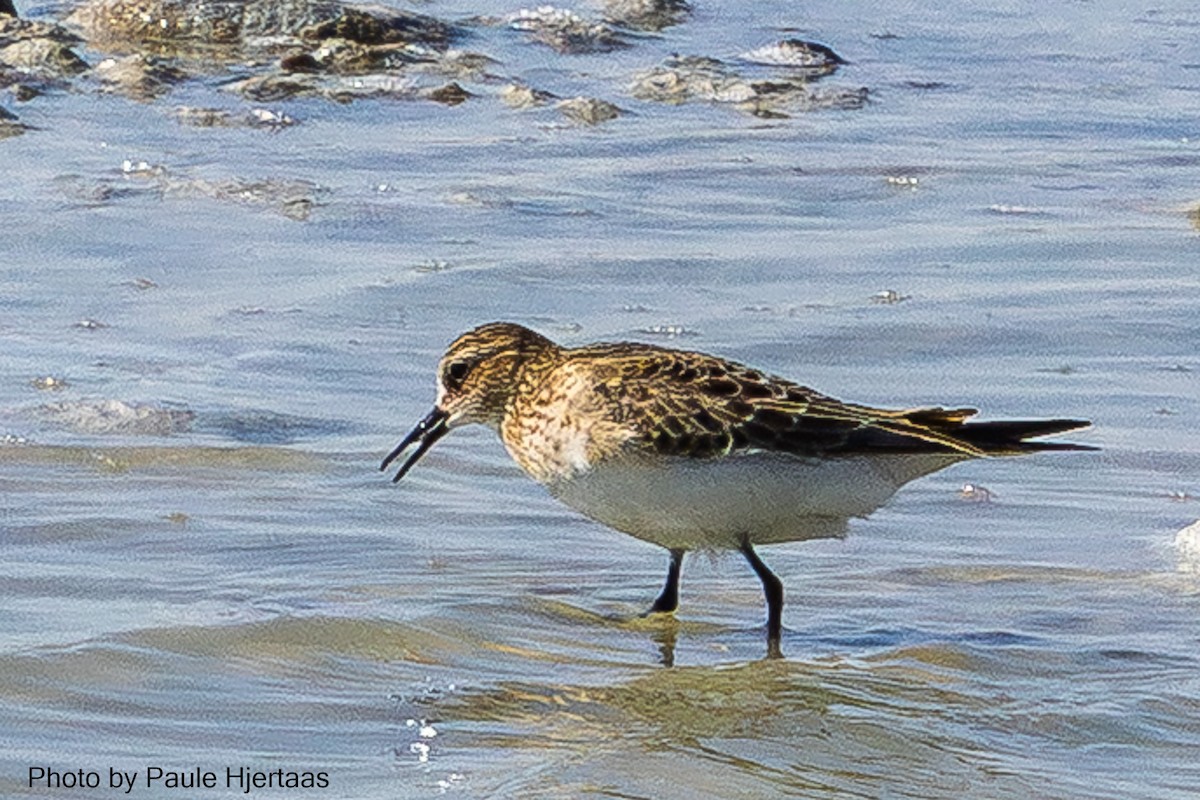 Baird's Sandpiper - ML644468444