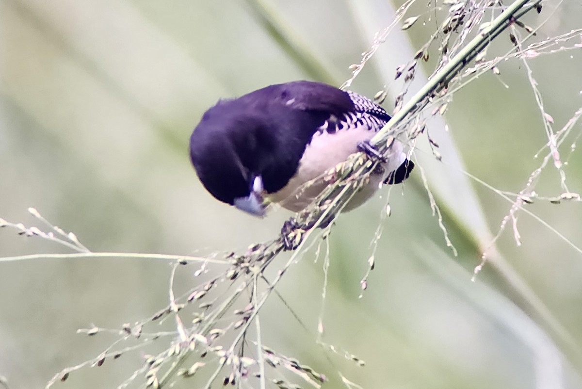 Black-and-white Mannikin - ML644468449