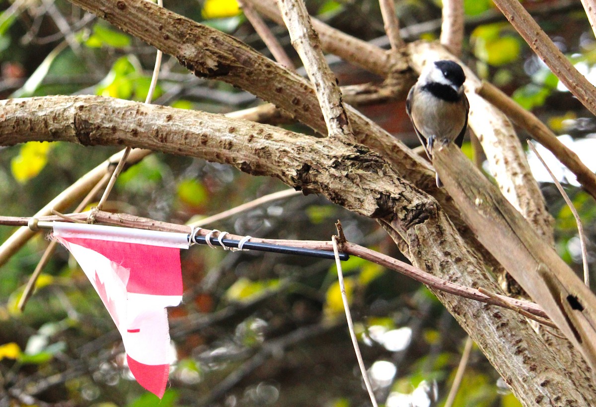 Black-capped Chickadee - ML644468458