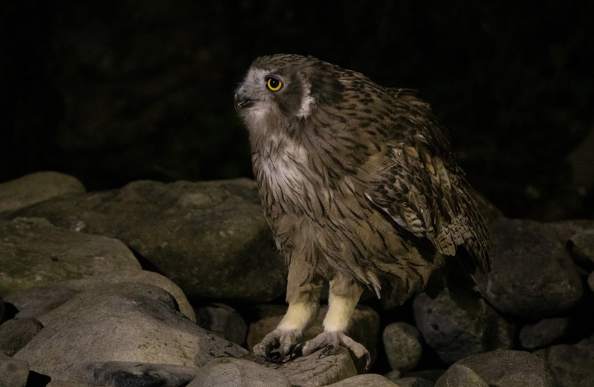 Blakiston's Fish-Owl (blakistoni) - ML644468459