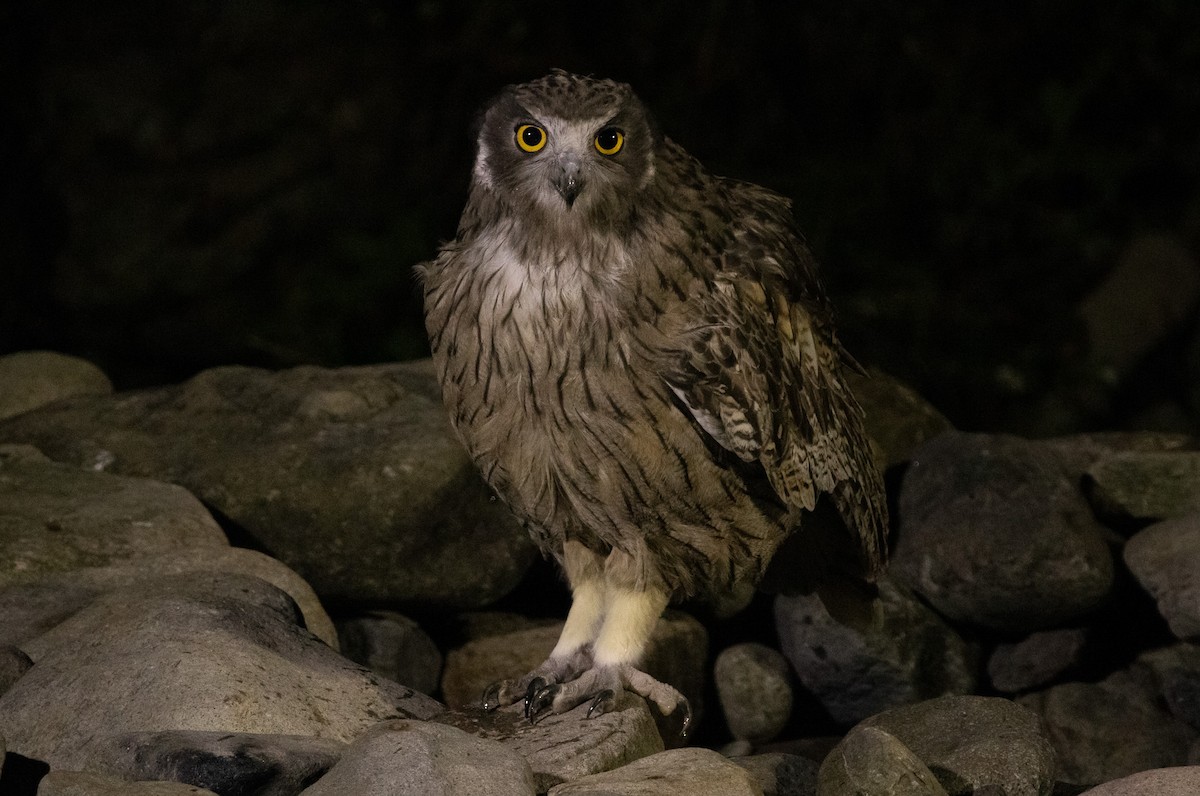 Blakiston's Fish-Owl (blakistoni) - ML644468461