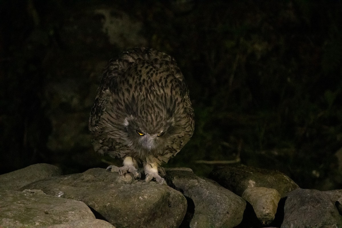 Blakiston's Fish-Owl (blakistoni) - ML644468462