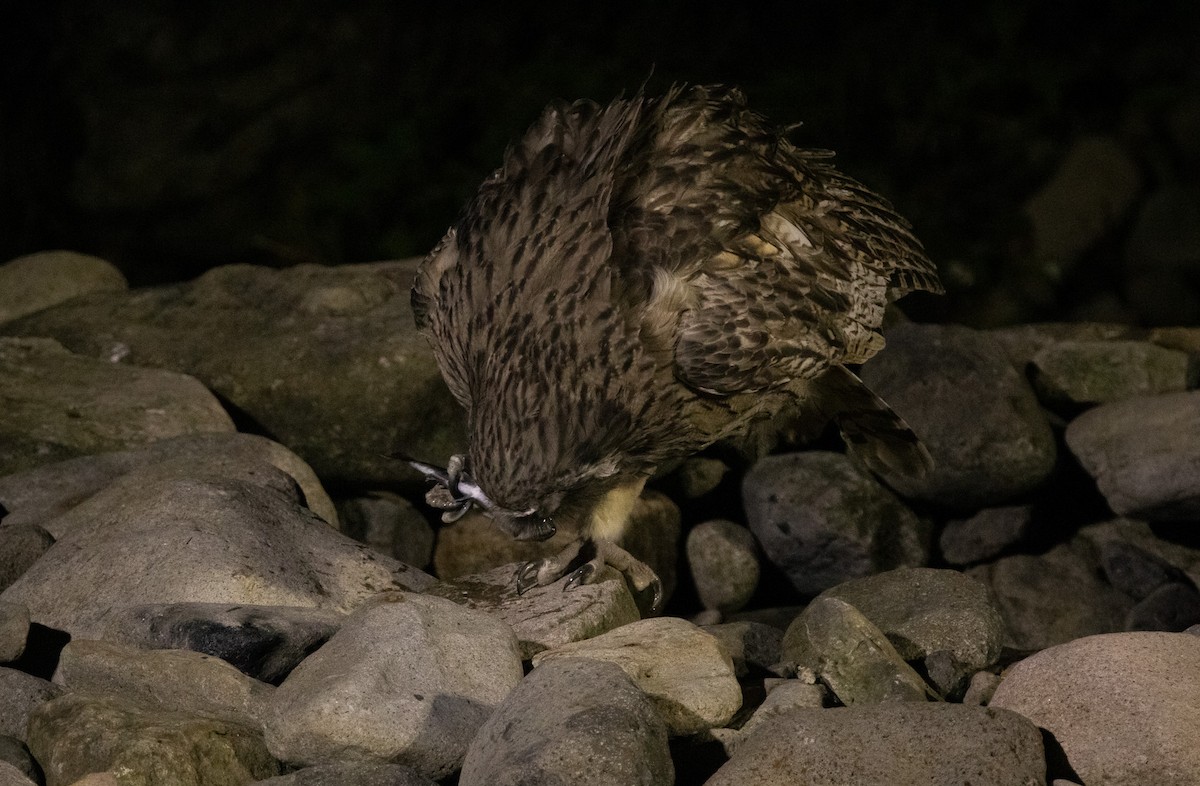 Blakiston's Fish-Owl (blakistoni) - ML644468464