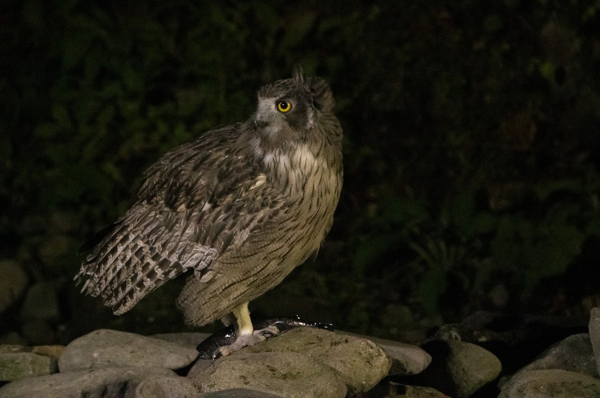 Blakiston's Fish-Owl (blakistoni) - ML644468465