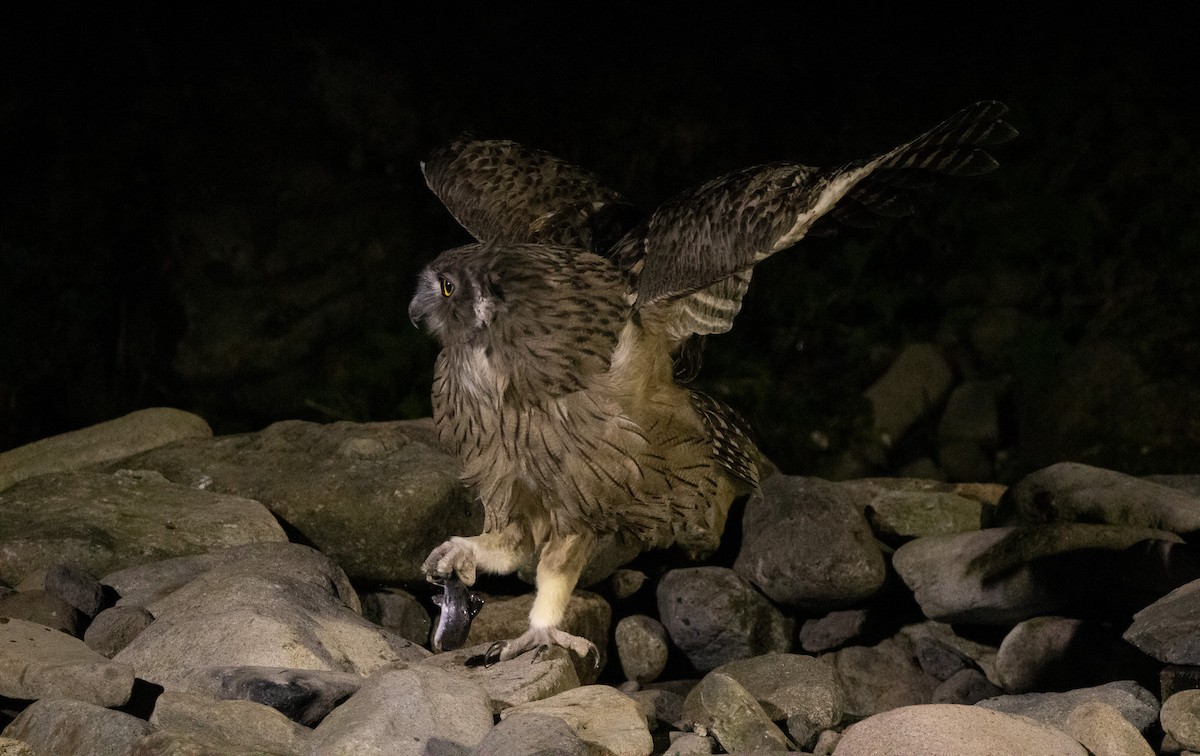 Blakiston's Fish-Owl (blakistoni) - ML644468466