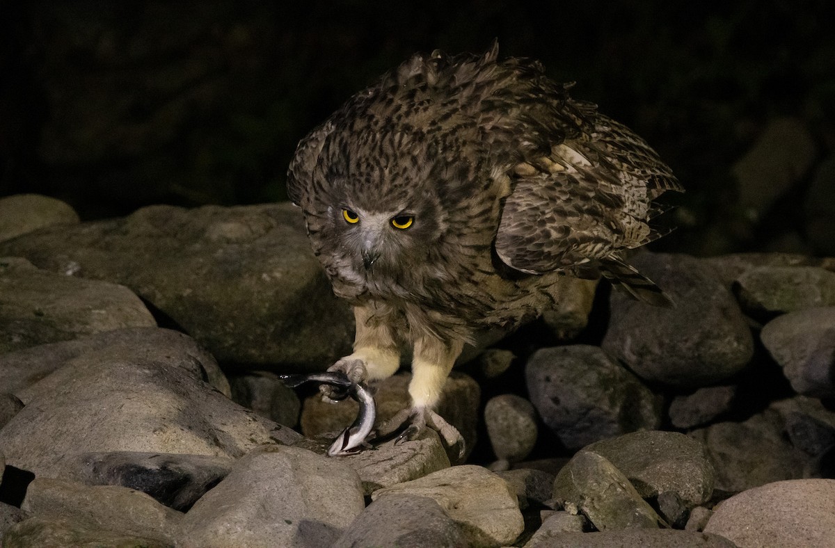 Blakiston's Fish-Owl (blakistoni) - ML644468467