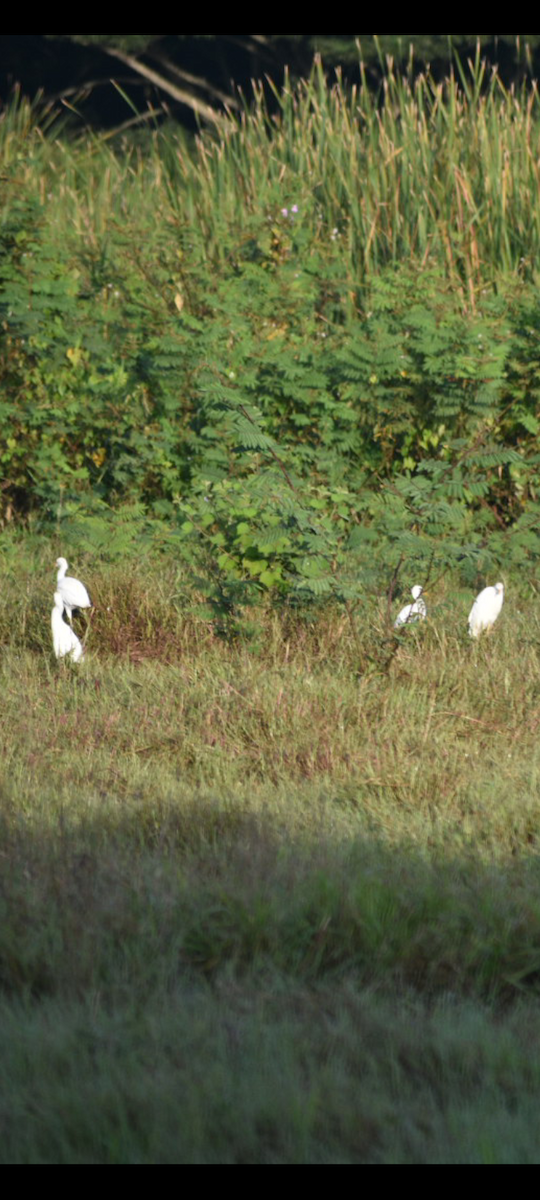 Koartzatxo itzaina - ML644468468