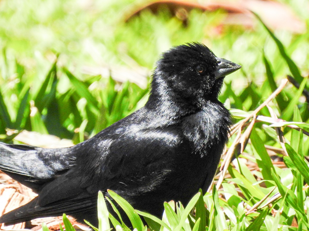 Screaming Cowbird - ML644468472