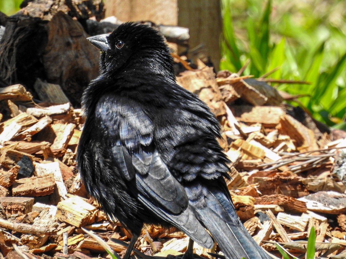 Screaming Cowbird - ML644468473