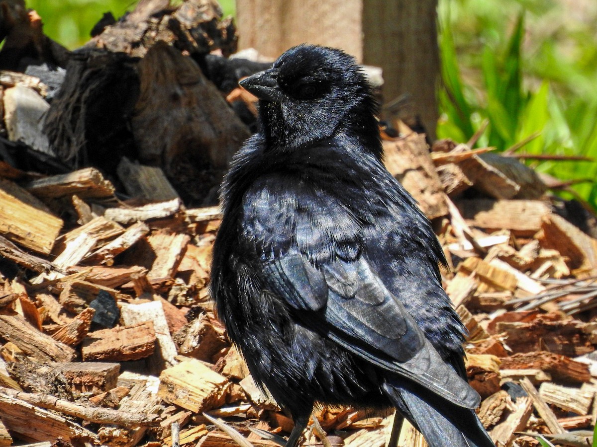 Screaming Cowbird - ML644468474