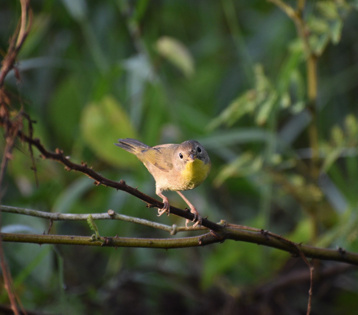 Common Yellowthroat - ML644468481