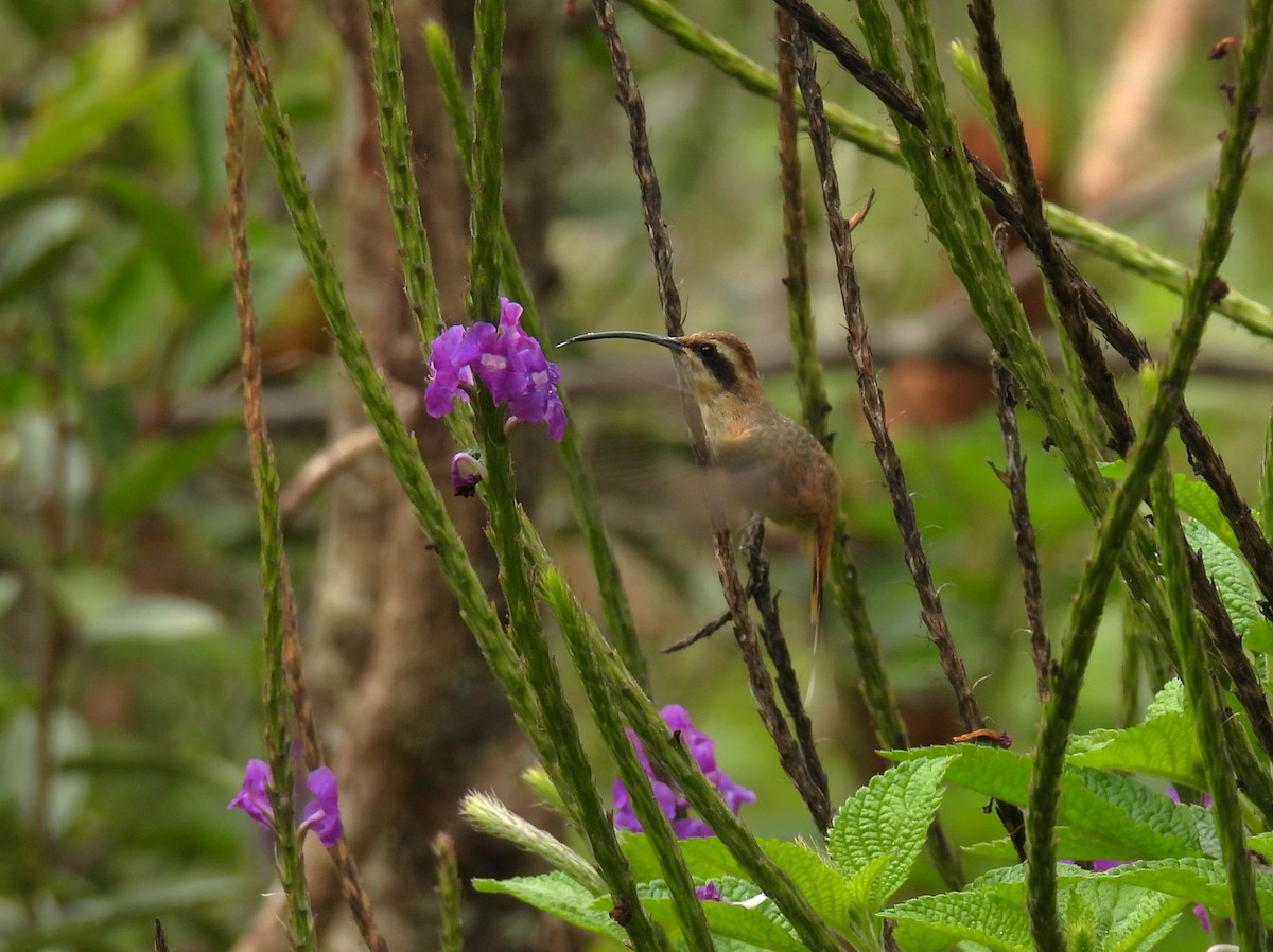 gråstrupeeremitt - ML644468488