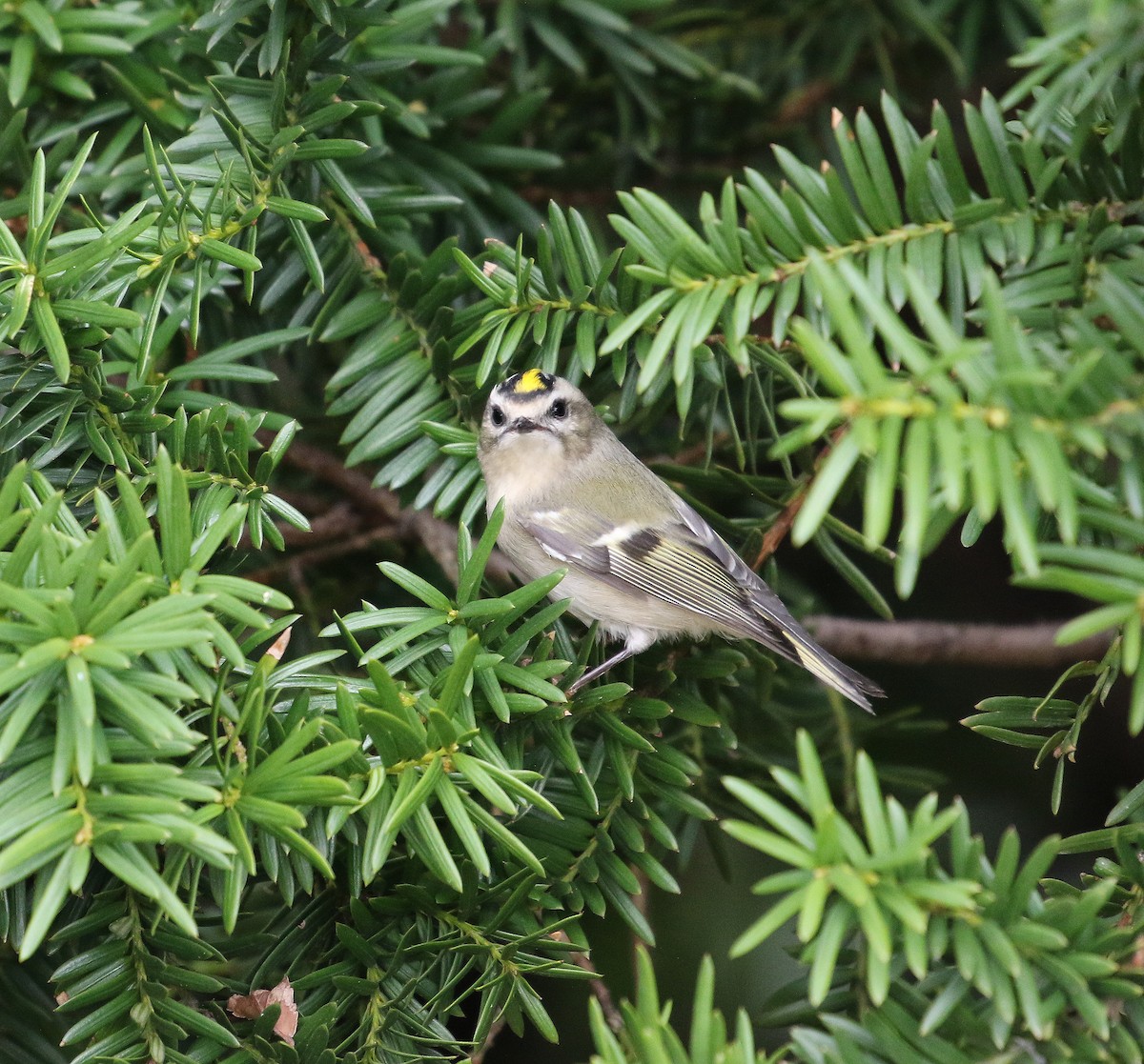 Golden-crowned Kinglet - ML644468493