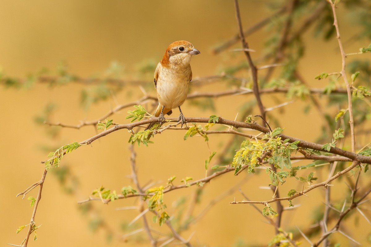 Woodchat Shrike (Western) - ML644468494