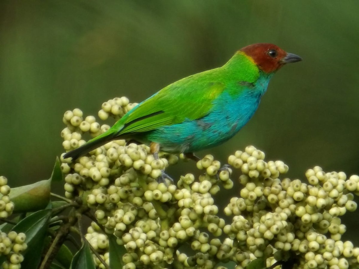 チャガシラフウキンチョウ（albertinae グループ） - ML644468498