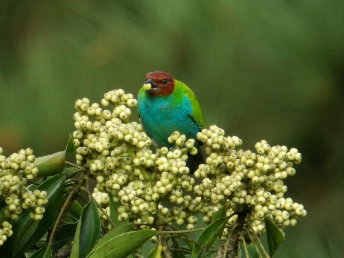 チャガシラフウキンチョウ（albertinae グループ） - ML644468499
