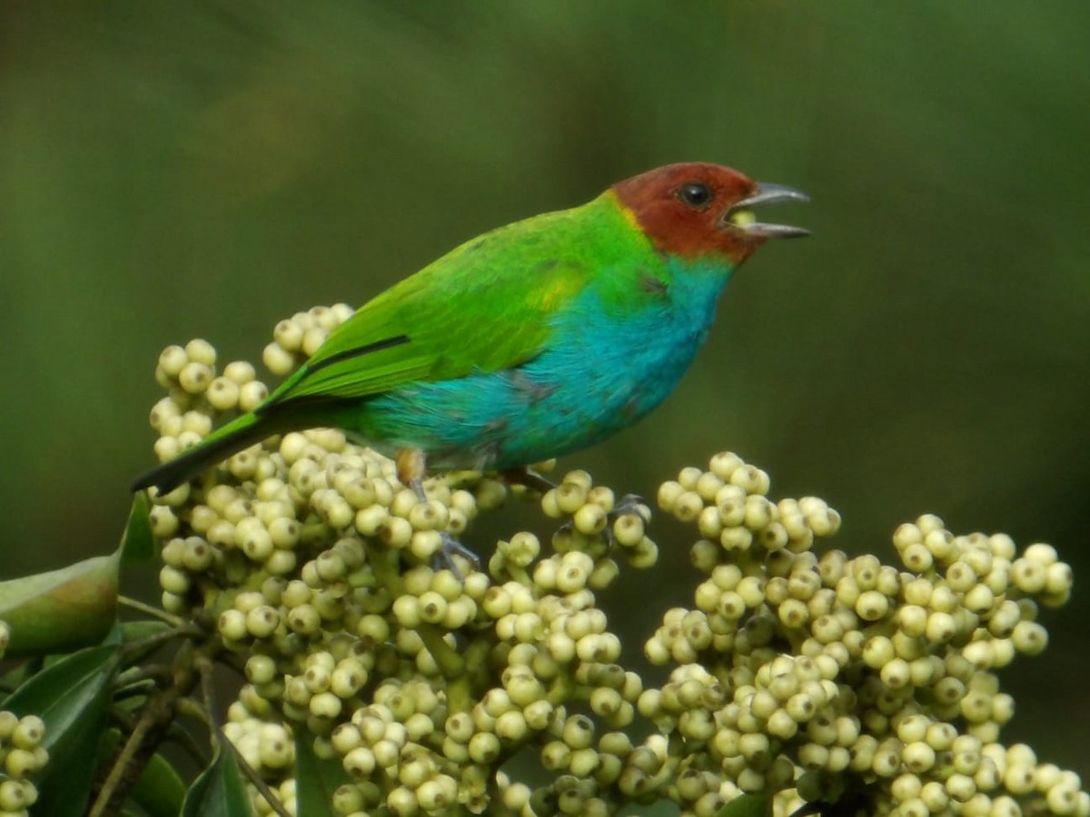 チャガシラフウキンチョウ（albertinae グループ） - ML644468500