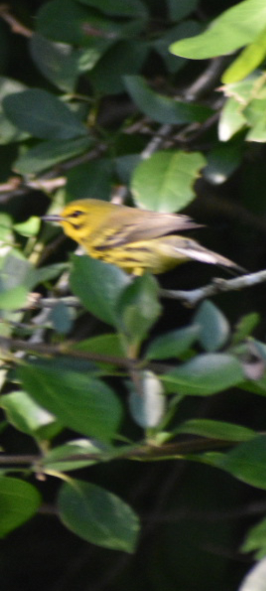 Paruline des prés - ML644468501