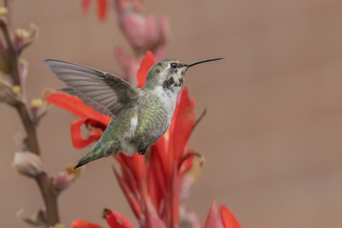 Costa's Hummingbird - ML644468502