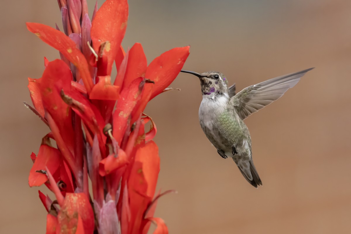 Costa's Hummingbird - ML644468503