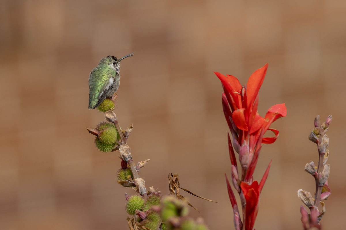 Costa's Hummingbird - ML644468504