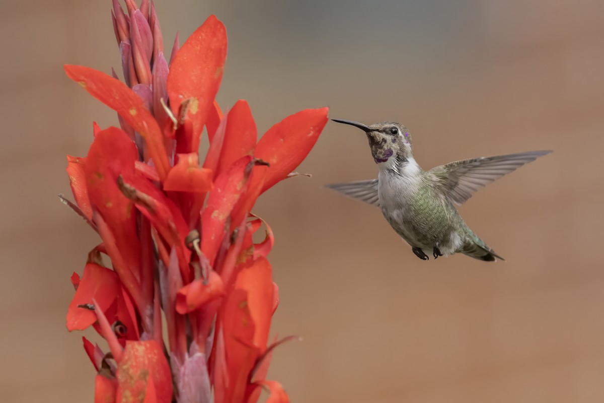 Costa's Hummingbird - ML644468505