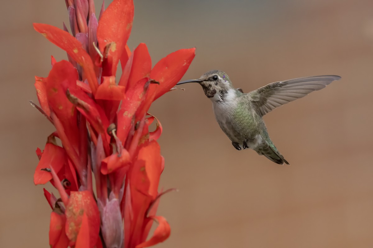 Costa's Hummingbird - ML644468506