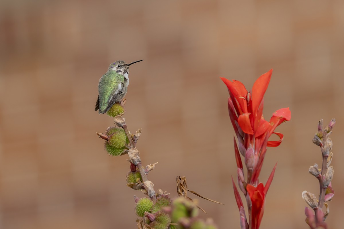 Costa's Hummingbird - ML644468507